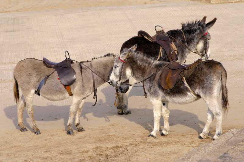 Mablethorpe beach - donkey rides
