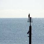 Cormorants resting on a breakwater marker by Shoreham Harbour