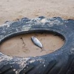 Fish and Tyre, Cresswell Beach