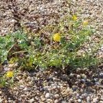 Plant on Orford Ness