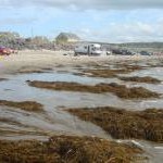 Seaweed on Rossnowlagh