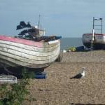Seagull Stands Still at Sunny Suffolk Sea Side Scene