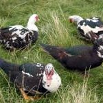 Muscovy Ducks at Cemlyn Bay, Anglesey