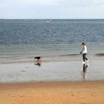 Dog Walking on Shell Bay Beach