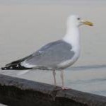 Herring Gull on Broadstairs Pier