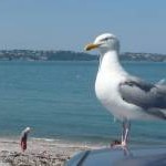 Brixham : Seagull