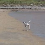 Spotty dog on the beach