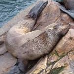 Seal at Living Coasts