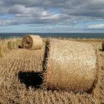 Bales at Castle Dykes