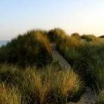 Paths through the sand dunes on Broughton Beach
