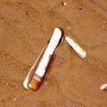 Razor shell on Ainsdale Beach