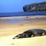 Dead seal on Melvich Beach