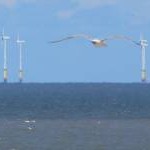 Seagull and wind turbines