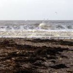 Seaweed on the beach, Doniford