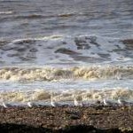 Gulls on the beach, Doniford