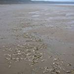 Razor shells on Rhossili beach (1)