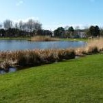 Reed-ringed pond
