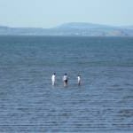 Waders in the Forth