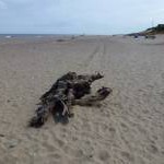 Winterton-on-Sea - Driftwood on the beach
