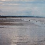 Gulls on Normans' Bay Beach