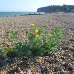 Yellow horned poppy on the beach at Pett Level