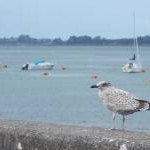 Y Felinheli: young gull on the sea wall