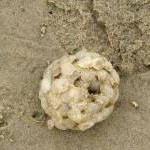 Dog Whelk (Nucella lapillus) egg capsules