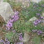 Small purple flower on the coast path near Abereiddi