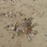 Jellyfish, Colwyn Bay