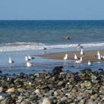 Seagulls on the beach at Kirk Michael