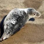 Seal pup stranded in Margate