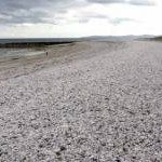 Pebble beach in Penrhyn Bay