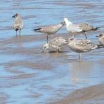 Young gulls on the beach in Colwyn Bay