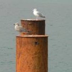 Two rusting posts, each with a bird