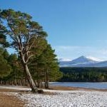 Leaning Scots Pine, Loch Morlich