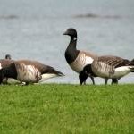 Brent geese, Millisle