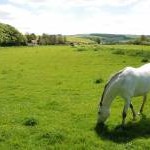 White horse at Lilstock