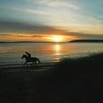 Gallop at sunrise