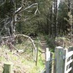 Gateway into the woodland
