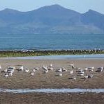Herring Gulls on Llanddwyn Beach