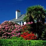 House with rhododendrons and NZ cabbage tree.