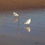 Gulls on Paignton Sands