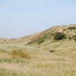 Grass-covered dunes