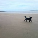 Jago & Buddy on the beach
